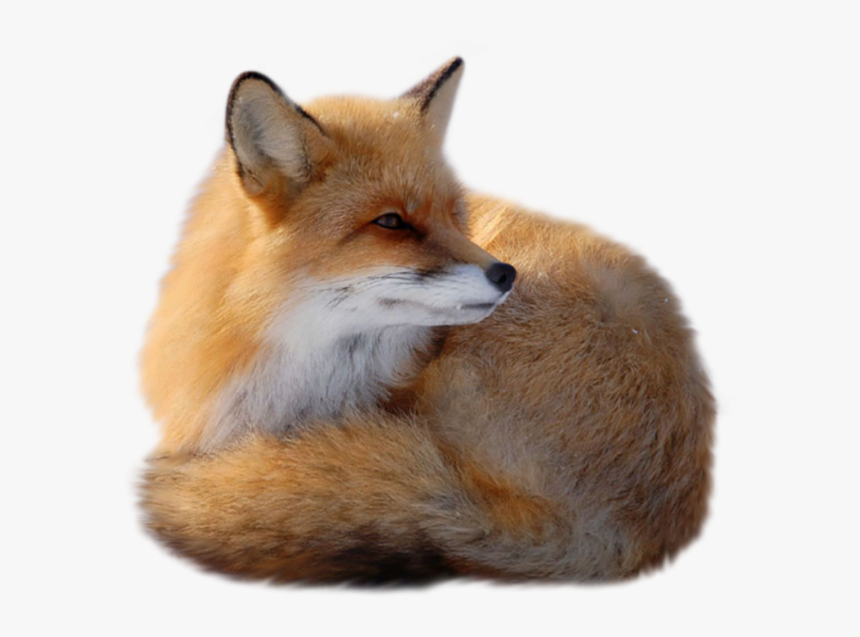 Detail Fox No Background Nomer 16