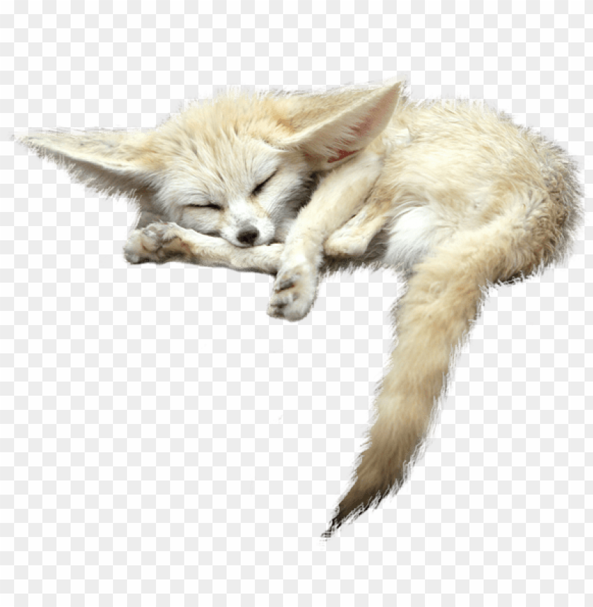 Detail Fox No Background Nomer 17