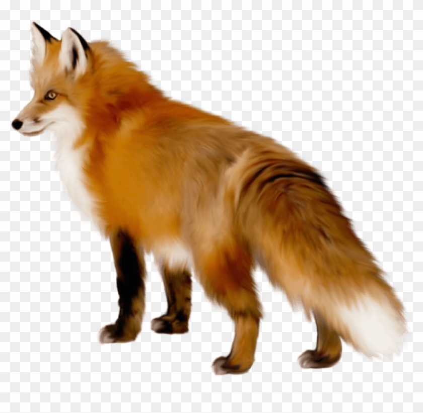 Detail Fox No Background Nomer 18