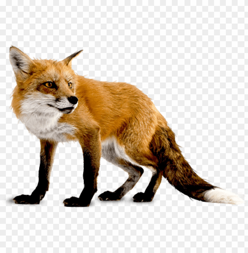 Detail Fox No Background Nomer 3