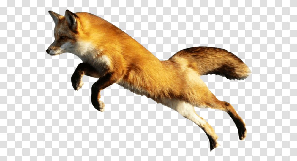 Detail Fox No Background Nomer 22