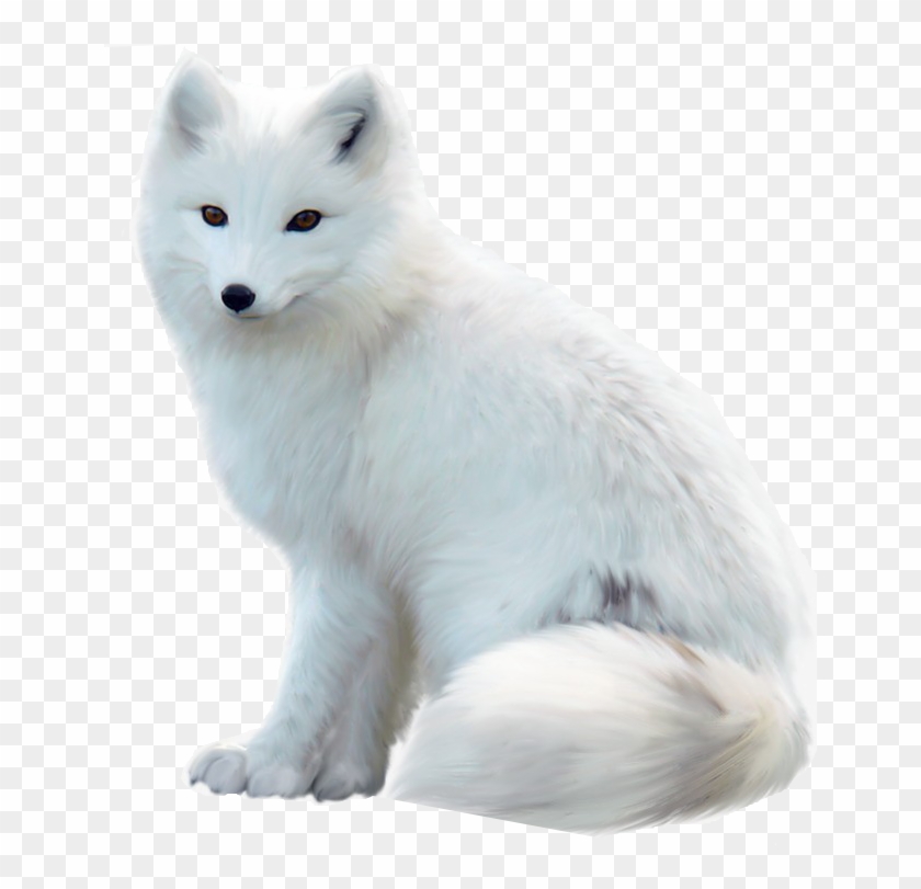 Detail Fox No Background Nomer 24