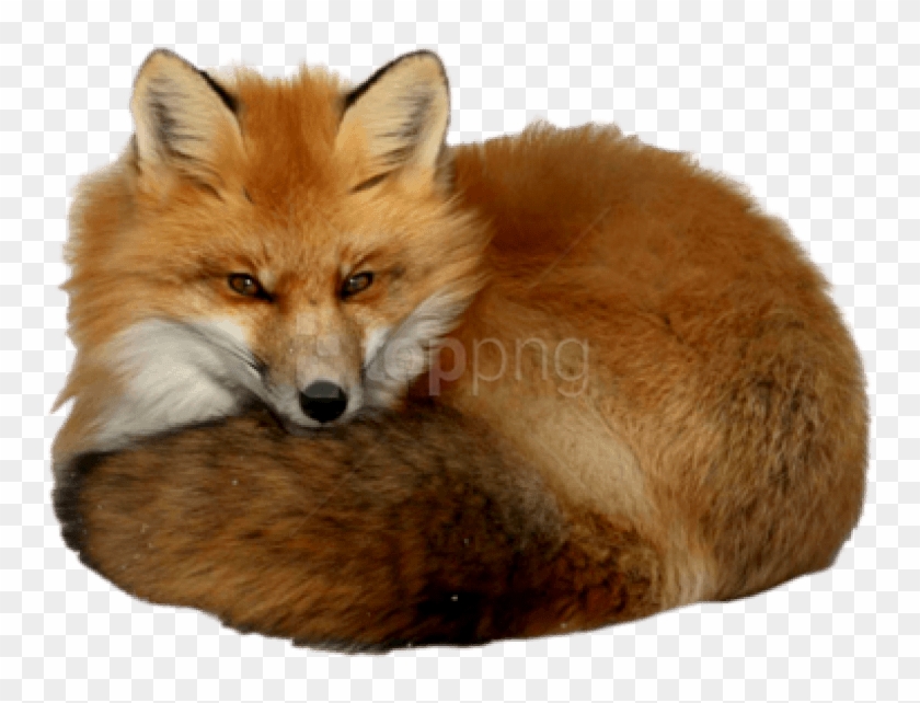 Detail Fox No Background Nomer 27