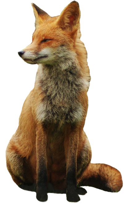 Detail Fox No Background Nomer 28