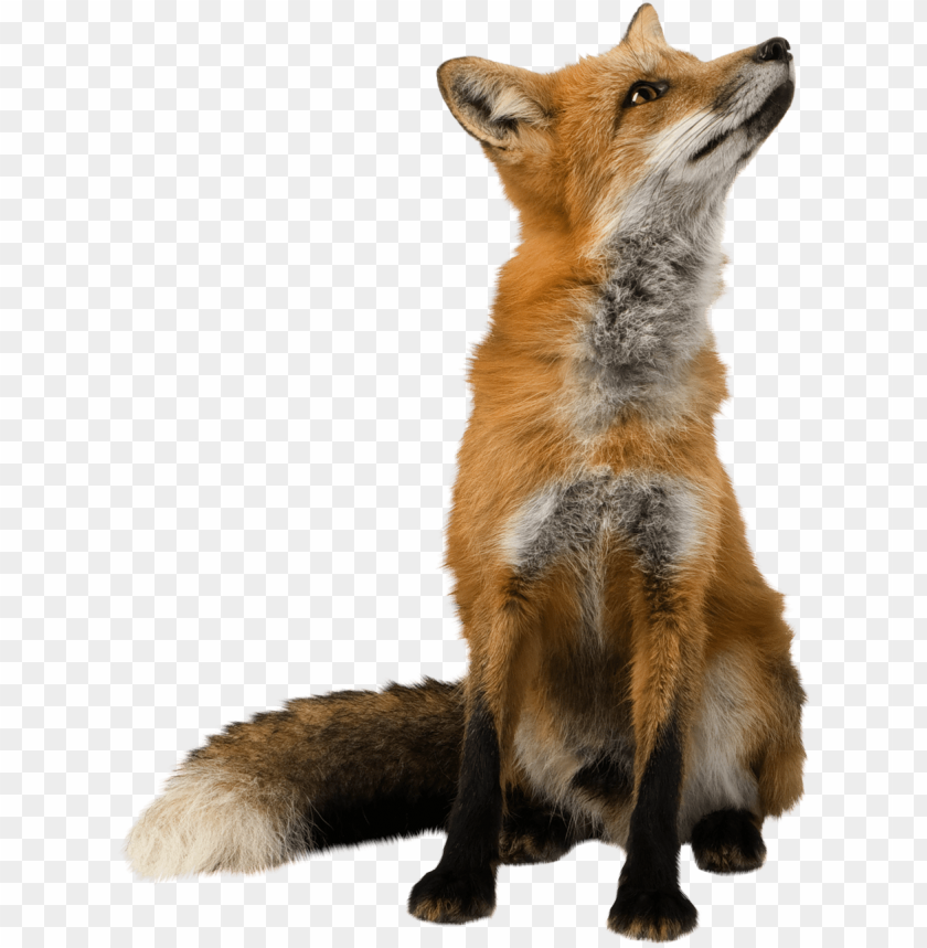 Detail Fox No Background Nomer 4