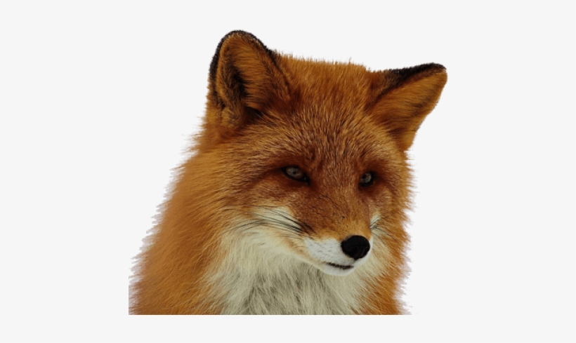 Detail Fox No Background Nomer 29
