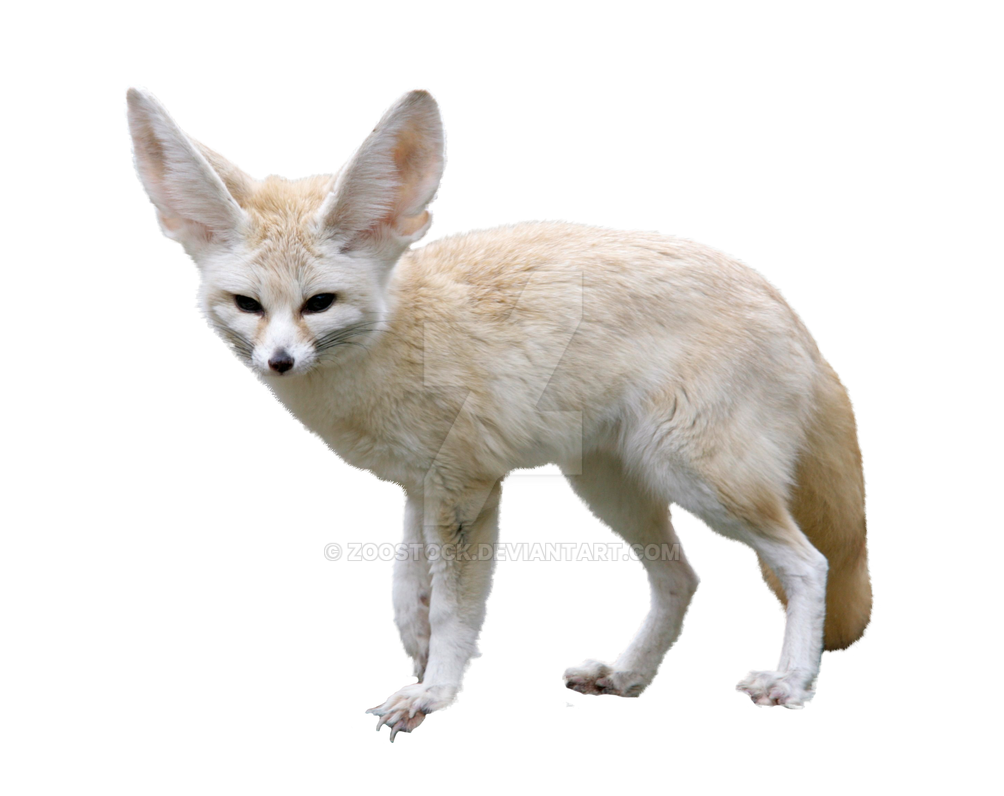 Detail Fox No Background Nomer 33