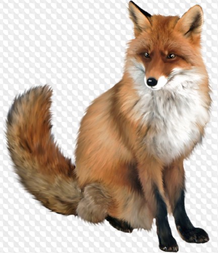 Detail Fox No Background Nomer 34