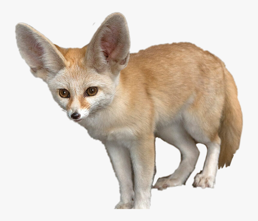 Detail Fox No Background Nomer 35