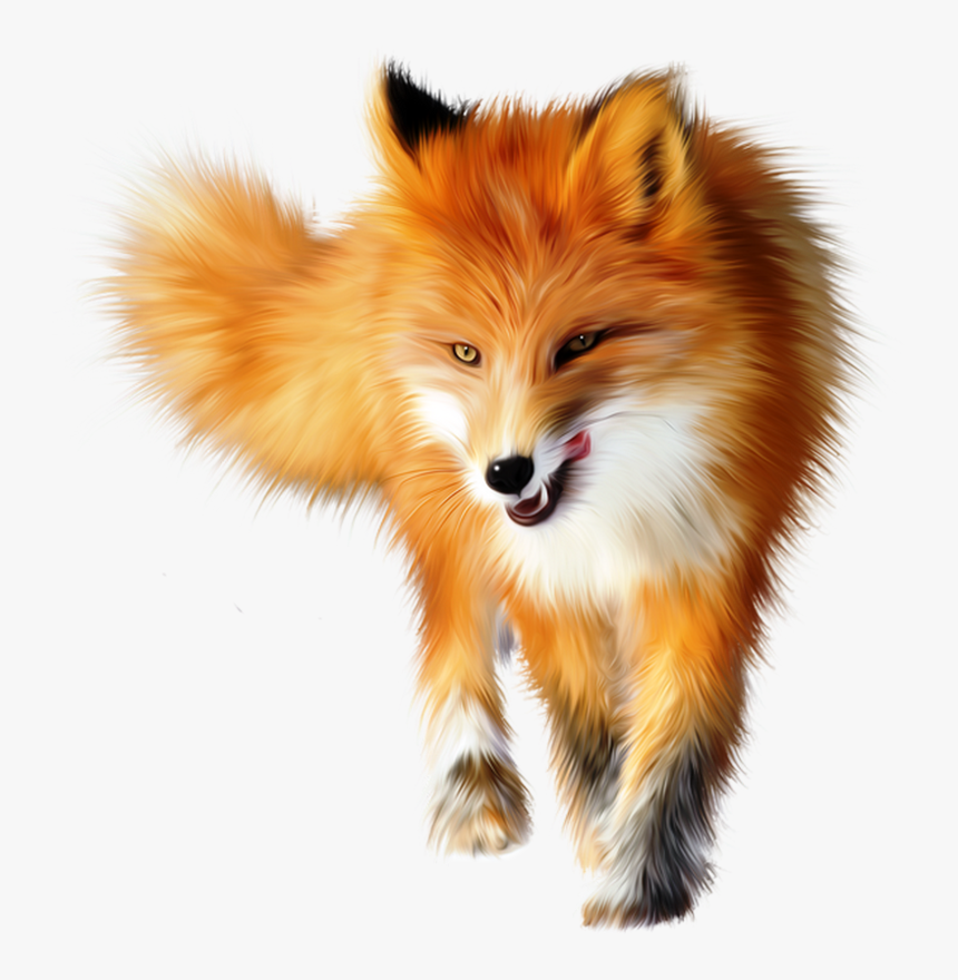 Detail Fox No Background Nomer 38