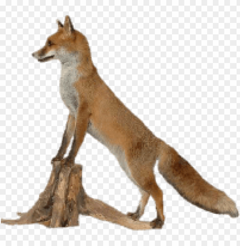 Detail Fox No Background Nomer 39