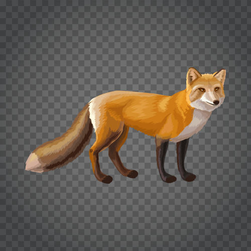 Detail Fox No Background Nomer 40