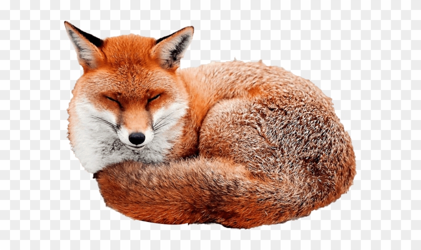 Detail Fox No Background Nomer 44