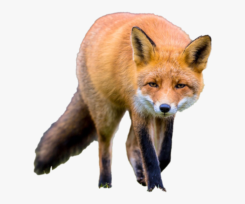Detail Fox No Background Nomer 6