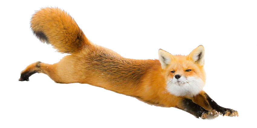 Detail Fox No Background Nomer 47