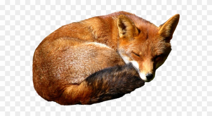 Detail Fox No Background Nomer 49