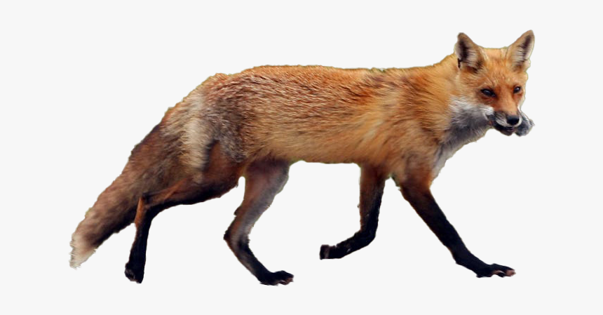 Detail Fox No Background Nomer 51