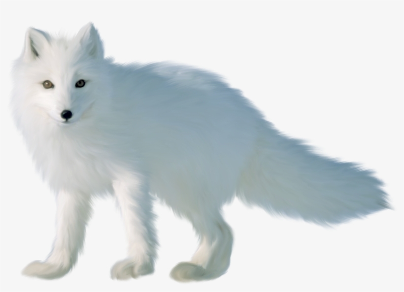 Detail Fox No Background Nomer 52