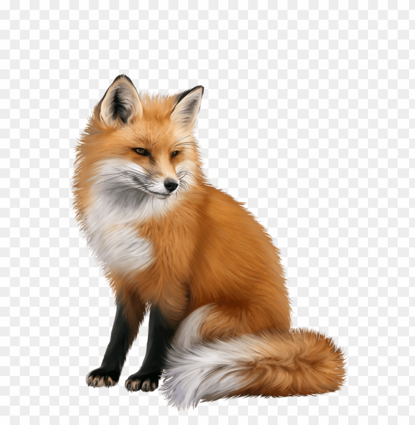 Detail Fox No Background Nomer 7