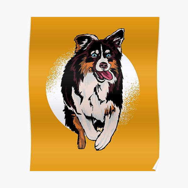 Detail Bilder Australian Shepherd Welpen Nomer 13