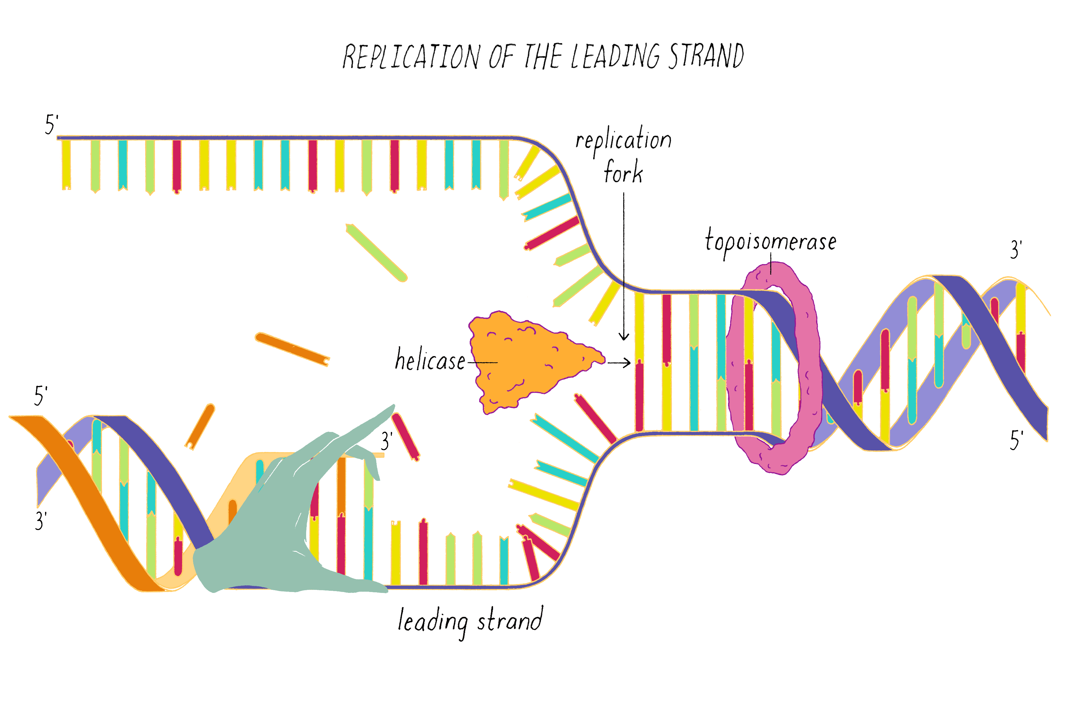 Dna Figur - KibrisPDR