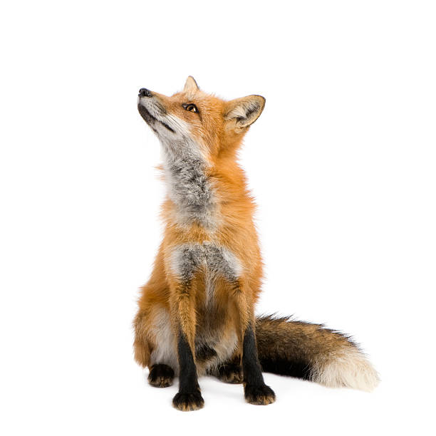 Fox Stock Image - KibrisPDR