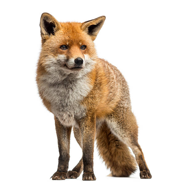 Detail Fox Stock Image Nomer 2