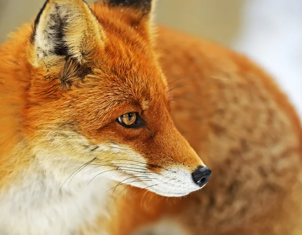 Detail Fox Stock Image Nomer 11