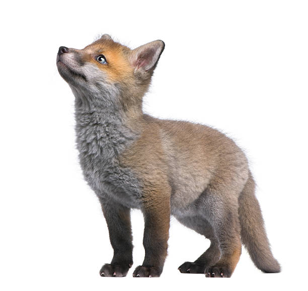 Detail Fox Stock Image Nomer 13