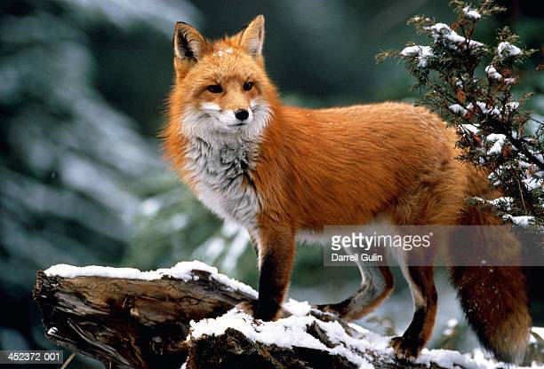 Detail Fox Stock Image Nomer 14