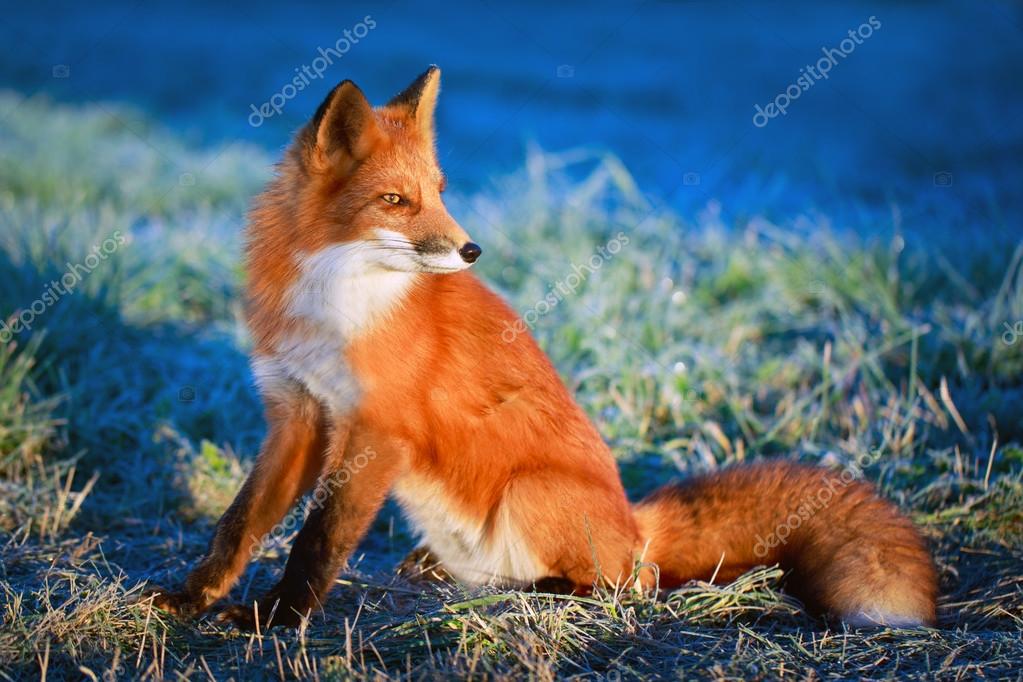 Detail Fox Stock Image Nomer 15