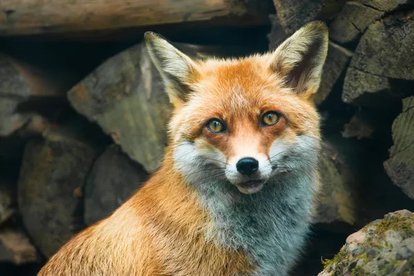 Detail Fox Stock Image Nomer 16