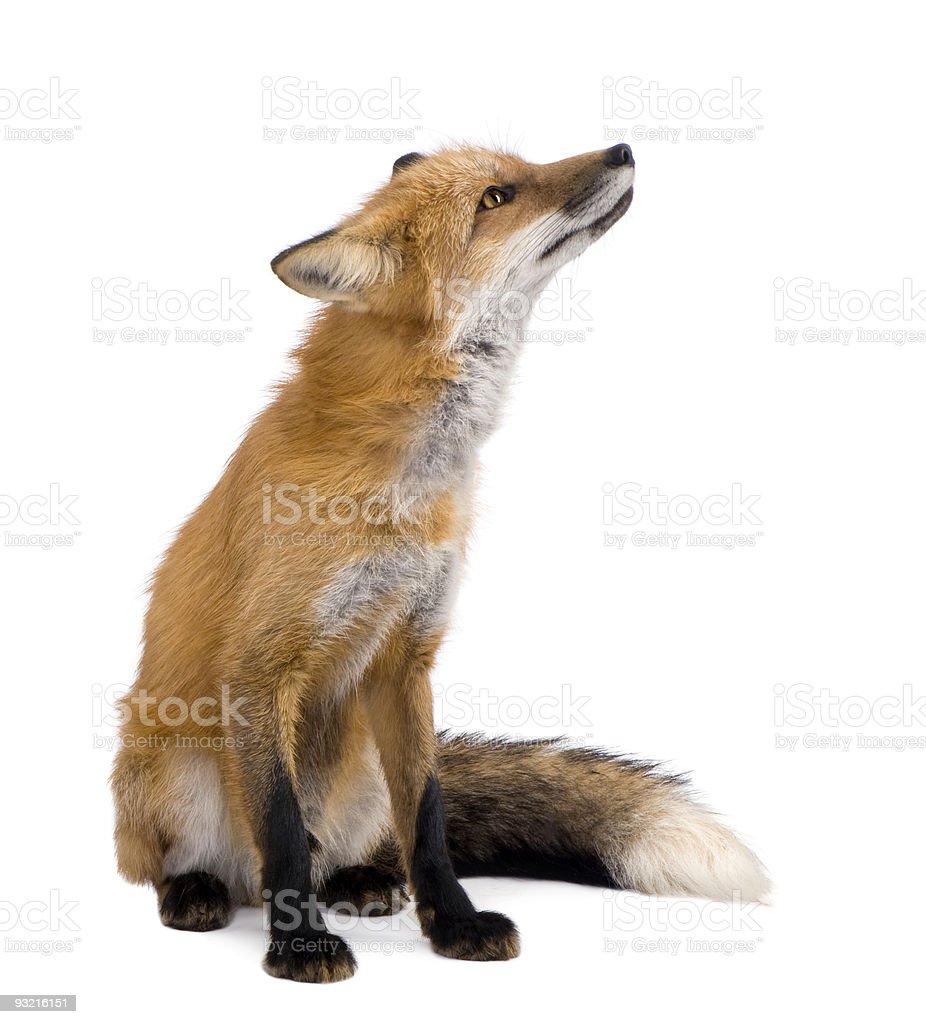 Detail Fox Stock Image Nomer 17