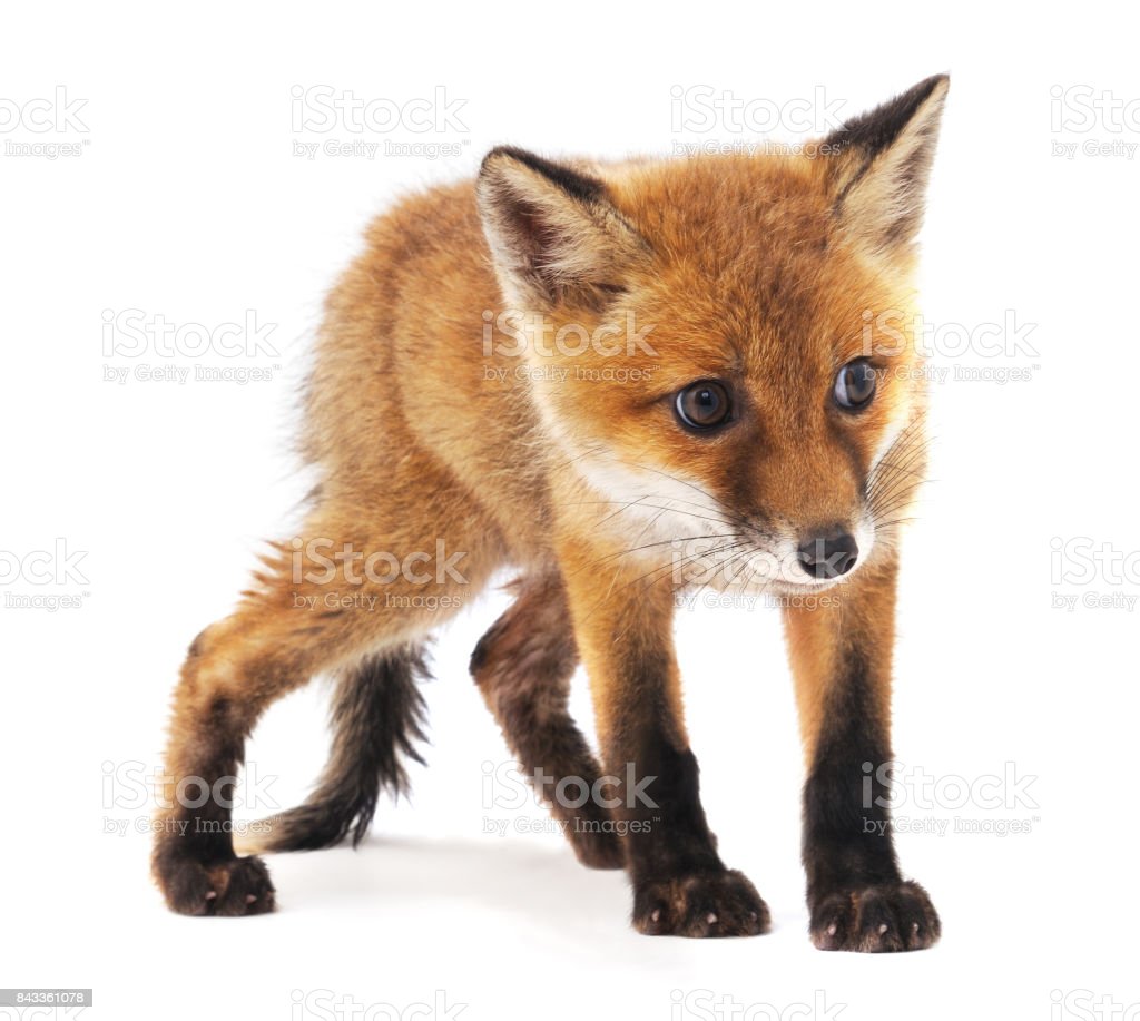 Detail Fox Stock Image Nomer 19