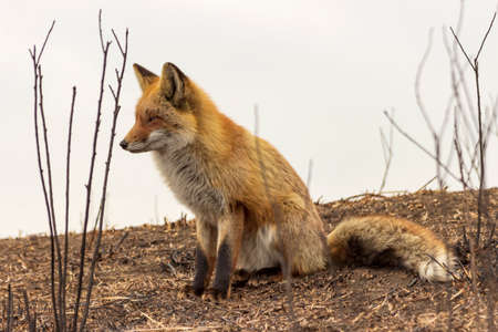 Detail Fox Stock Image Nomer 20