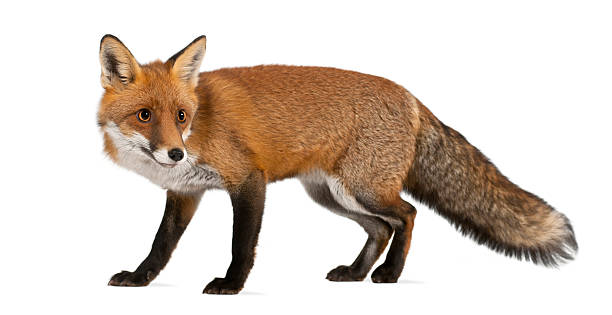 Detail Fox Stock Image Nomer 3