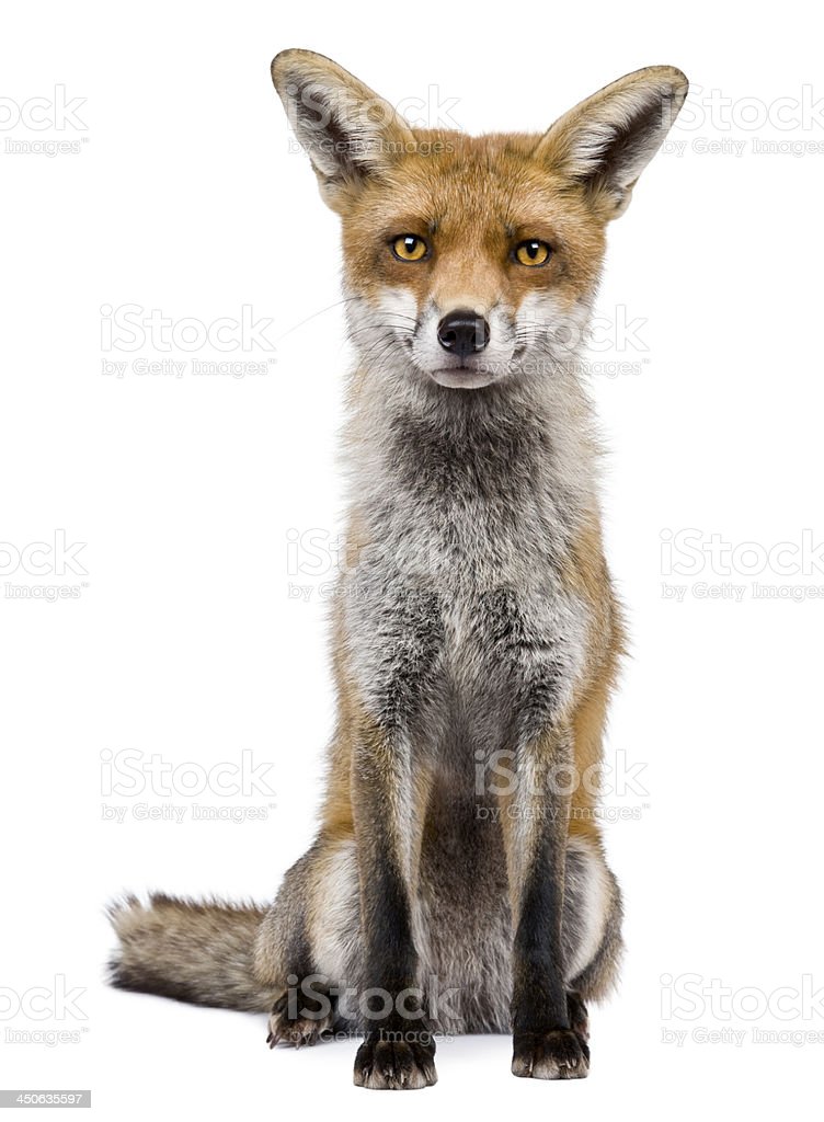 Detail Fox Stock Image Nomer 22