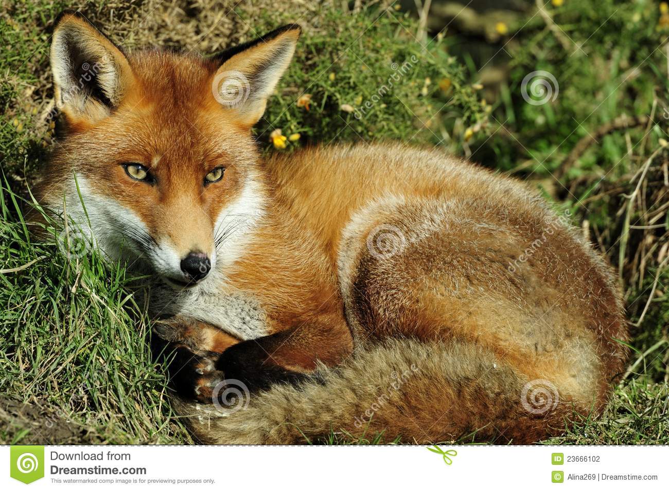 Detail Fox Stock Image Nomer 23