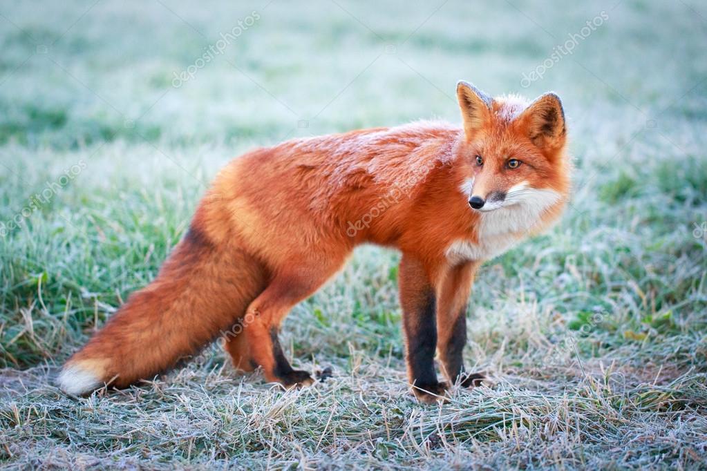 Detail Fox Stock Image Nomer 24