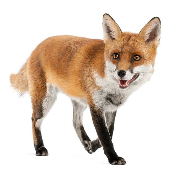 Detail Fox Stock Image Nomer 25