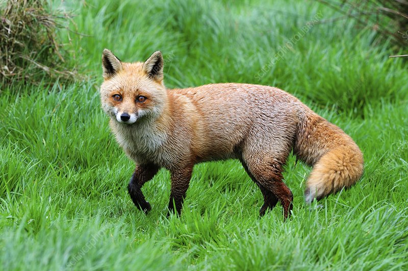 Detail Fox Stock Image Nomer 26