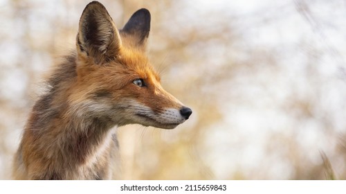 Detail Fox Stock Image Nomer 28