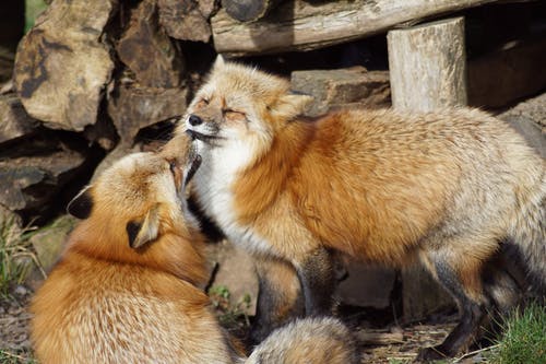 Detail Fox Stock Image Nomer 29