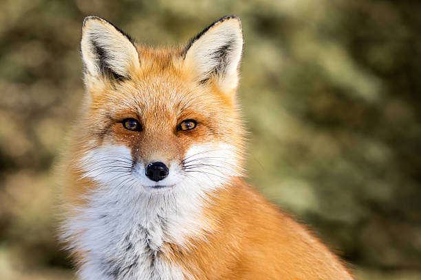 Detail Fox Stock Image Nomer 4