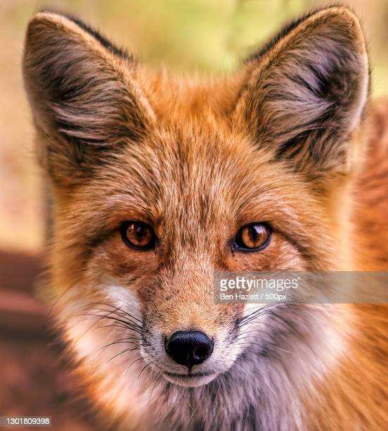 Detail Fox Stock Image Nomer 30