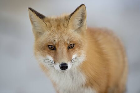 Detail Fox Stock Image Nomer 31