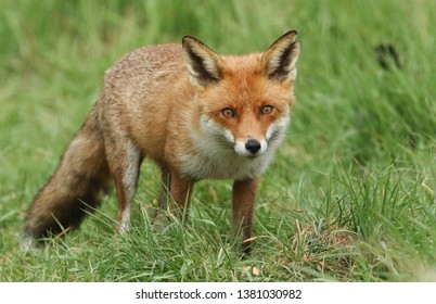 Detail Fox Stock Image Nomer 32