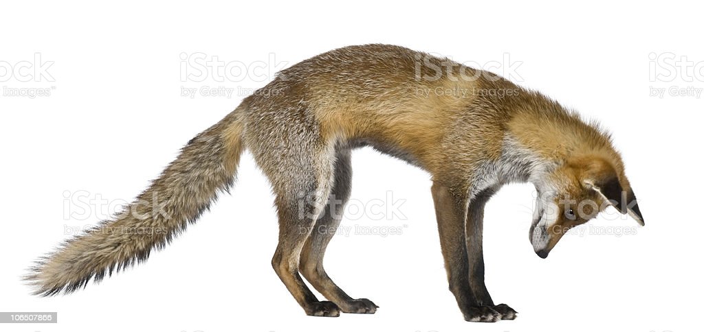 Detail Fox Stock Image Nomer 33