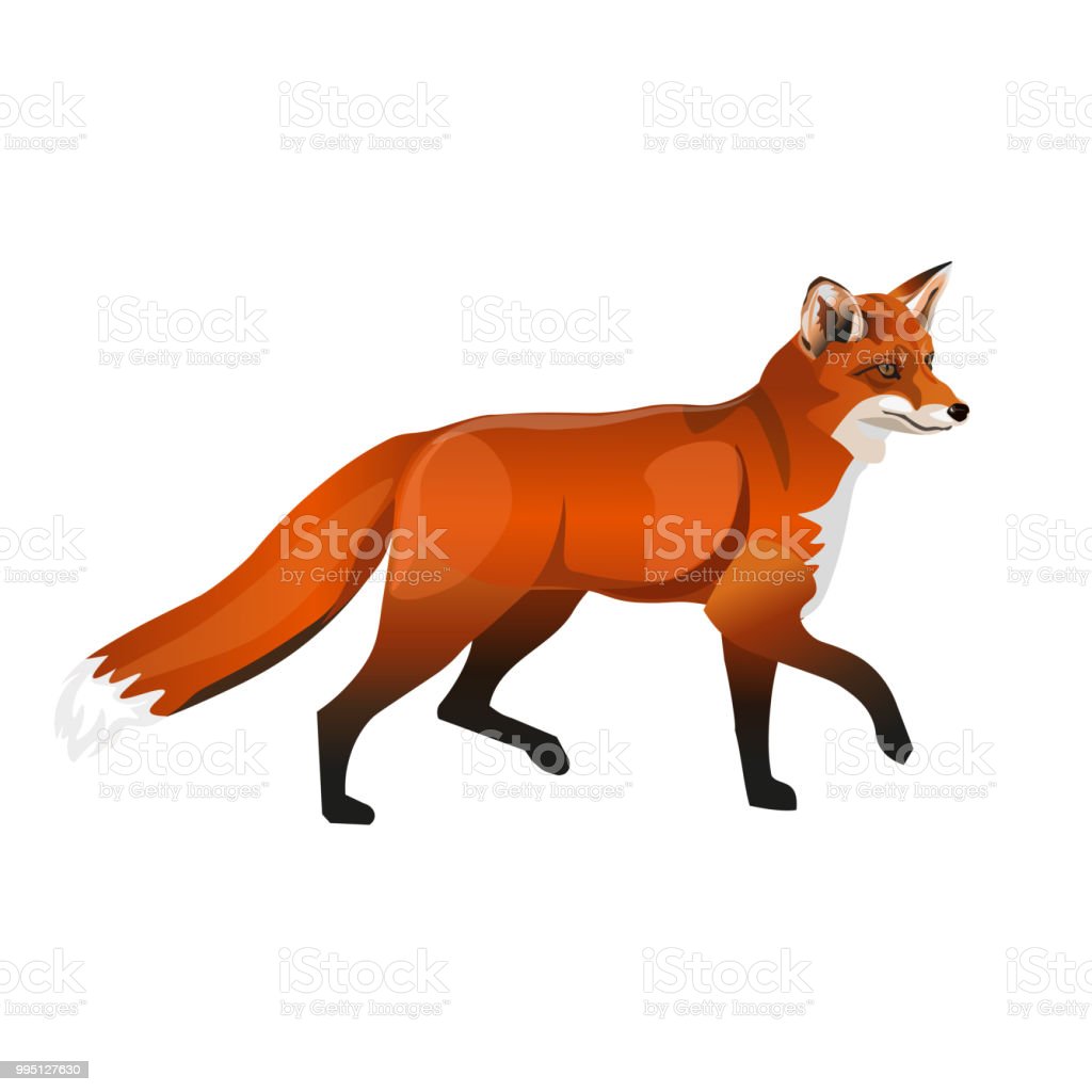Detail Fox Stock Image Nomer 34