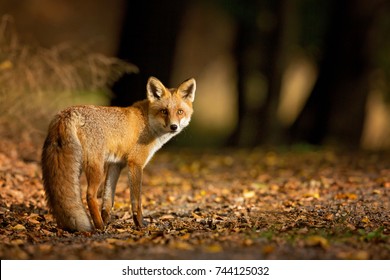 Detail Fox Stock Image Nomer 35